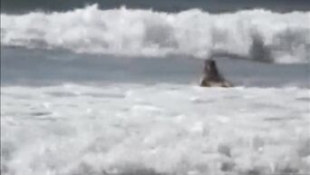 Surfing naked from the sexual masters