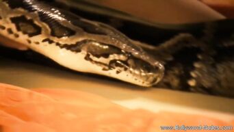 Indian princess has fun with three-meter python