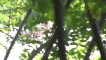 Public Russian Beach Couple Sex Hidden Cam Voyeur