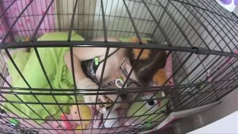Let humiliated slut out of cage to fuck